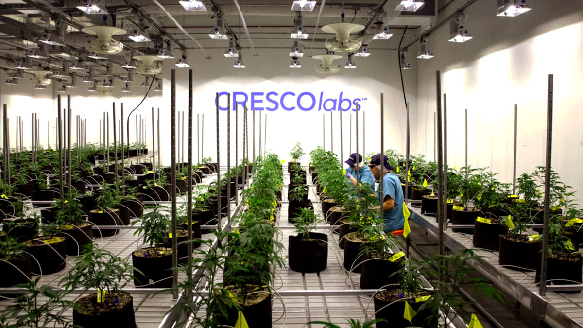 Cresco — photo 2